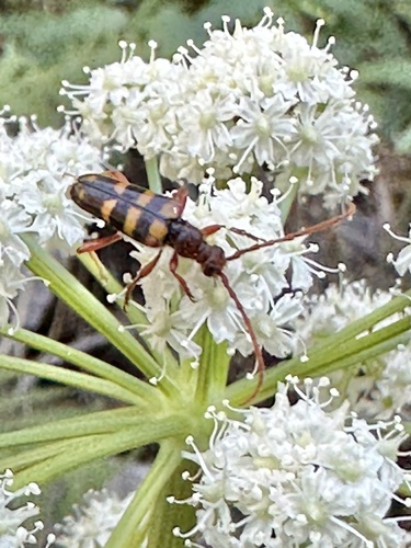 iNaturalist observation photo of Xestoleptura