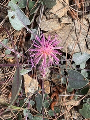 Centaurea urvillei