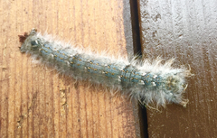 Phyllodesma americana