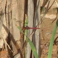 Orthemis