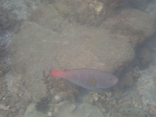 Chlorurus capistratoides observed 2026-08-02