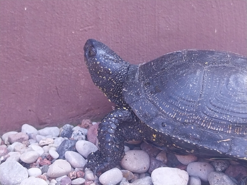 European Pond Turtle
