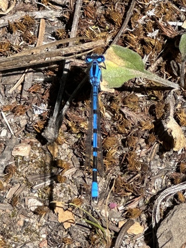 iNaturalist observation photo of Bluets