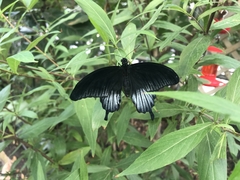 Lepidoptera