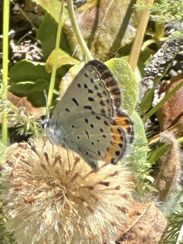 iNaturalist observation photo of Icaricia