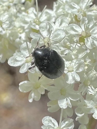 iNaturalist observation photo of Beetles