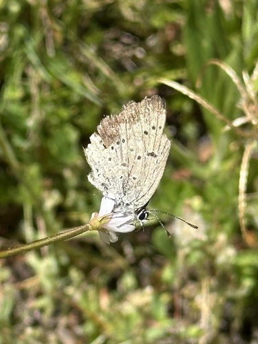 iNaturalist observation photo of Polyommatina