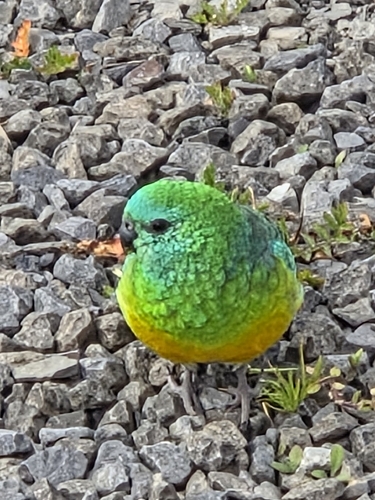 Red-rumped Parrot