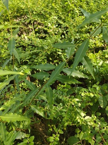 Periploca sepium