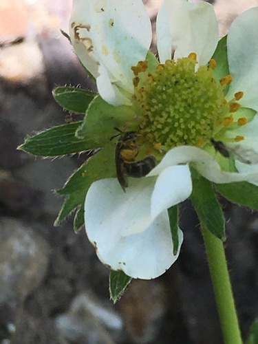 Fringed Furrow Bee
