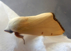 Xanthodes amata