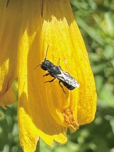 iNaturalist observation photo of Bees