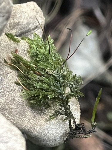 Camptochaete angustata observed 2026-08-03