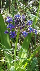 Scilla peruviana