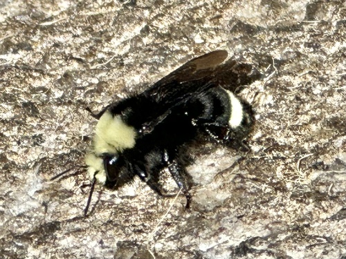 iNaturalist observation photo of Yellow-faced Bumble Bee