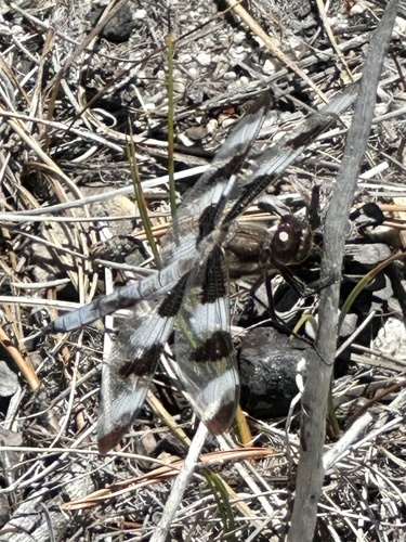 iNaturalist observation photo of Twelve-spotted Skimmer