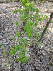 Prunus padus