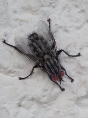 Sarcophaga carnaria