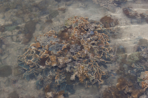 Pavona frondifera observed 2026-08-01