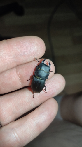 Lesser Stag Beetle