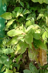 Amischotolype glabrata, photograph (c) 如此甚好, some rights reserved (CC BY)
