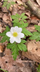 Anemonoides nemorosa