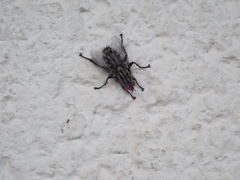 Sarcophaga carnaria