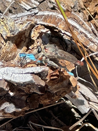 iNaturalist observation photo of Stenopogonini