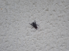 Sarcophaga carnaria