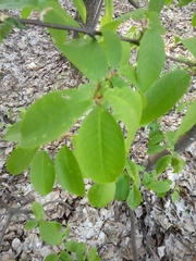 Prunus padus