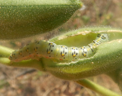 Xanthodes amata