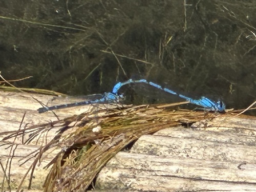 iNaturalist observation photo of Narrow-winged Damselflies