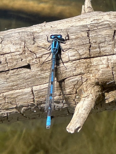 iNaturalist observation photo of Northern Bluet