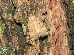 Ophiusa pseudotirhaca