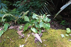(c) 如此甚好, some rights reserved (CC BY) Begonia formosana, photograph (c) 如此甚好, some rights reserved (CC BY)
