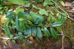 Aeschynanthus acuminatus