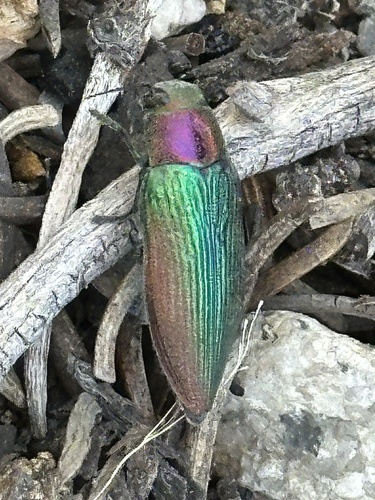 iNaturalist observation photo of Buprestis connexa