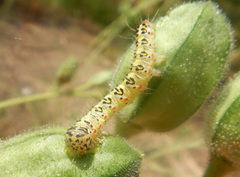 Xanthodes amata