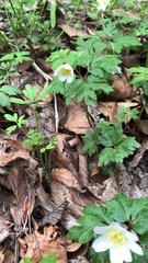 Anemonoides nemorosa