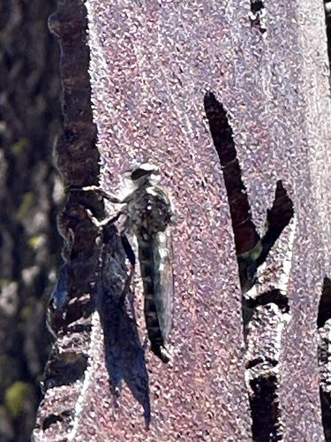 iNaturalist observation photo of Asilinae