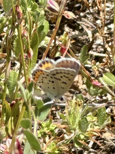 iNaturalist observation photo of Icaricia