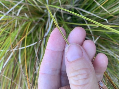 Carex dipsacea, photograph 3