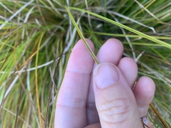 Carex dipsacea, photograph (c) Lorraine Cook, some rights reserved (CC BY)