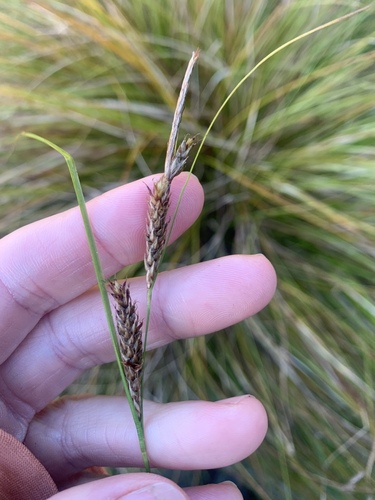 Carex dipsacea, photograph 4