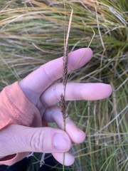 Carex dipsacea, photograph (c) Lorraine Cook, some rights reserved (CC BY)