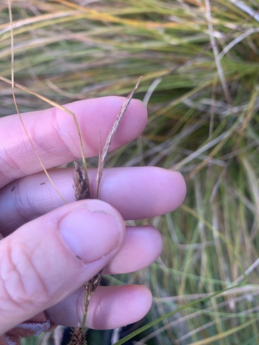 Carex dipsacea