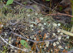 Cladonia grayi