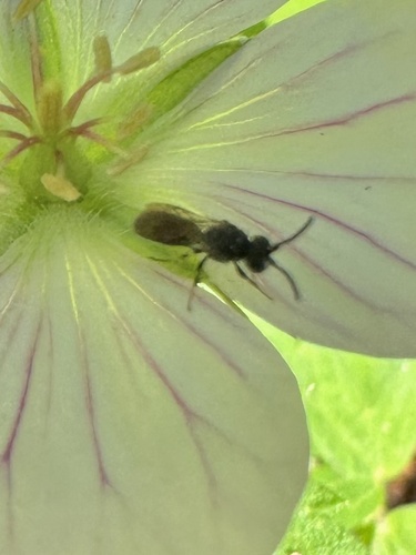 iNaturalist observation photo of Masked Bees