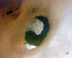 Xanthodes amata