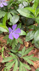 Vinca minor